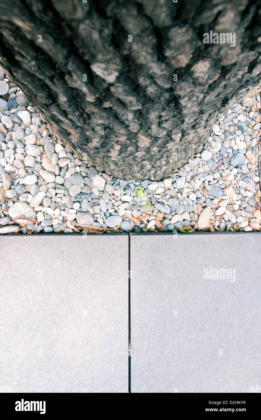tree trunk and floor tiles of urban pavement; focus on tiles Stock ...