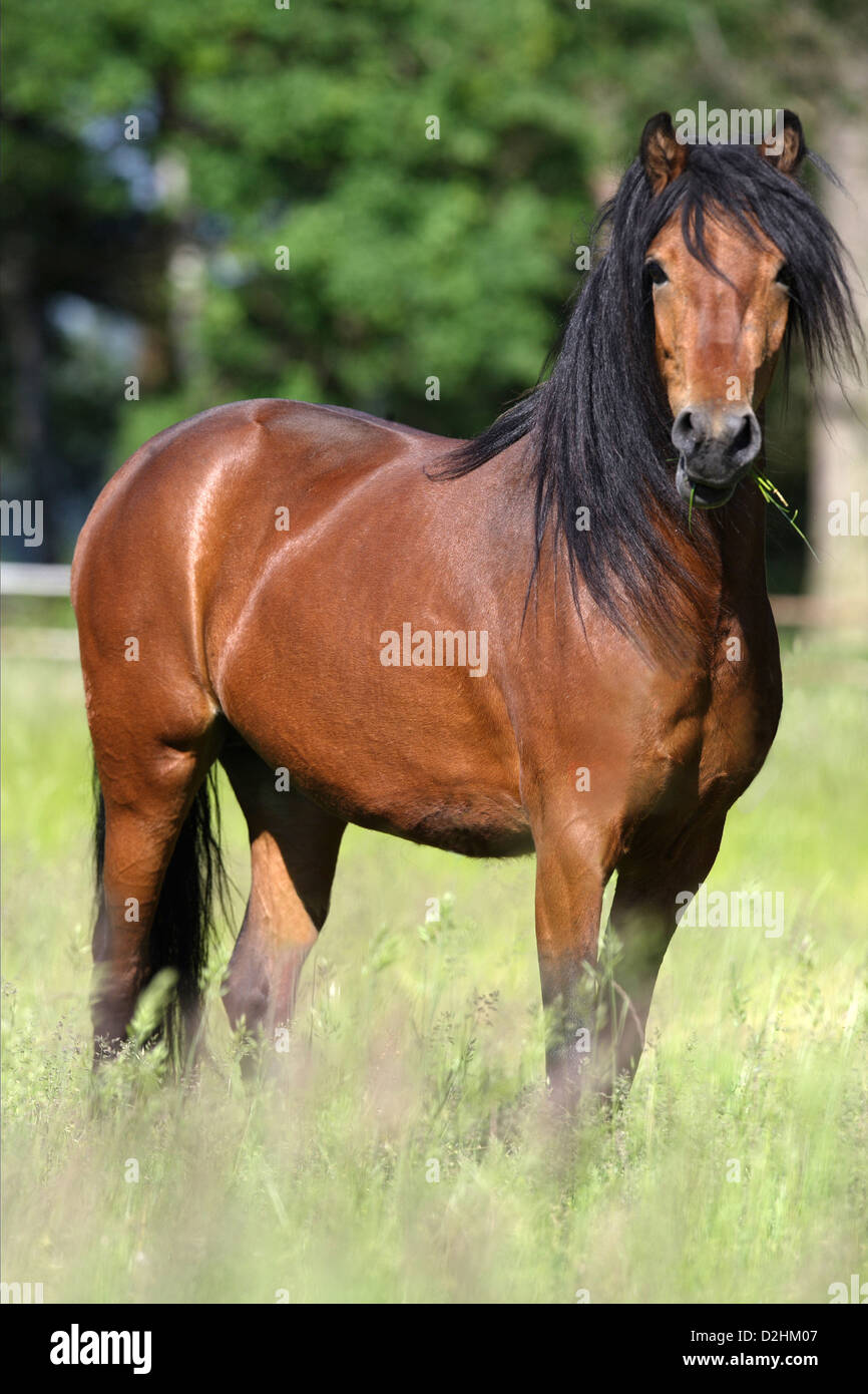Dartmoor Pony. Bay adult standing in tall grass Stock Photo Alamy