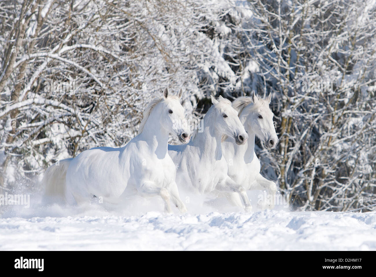 Kladruber. Three gray horses galopping on a snowy meadow Stock Photo