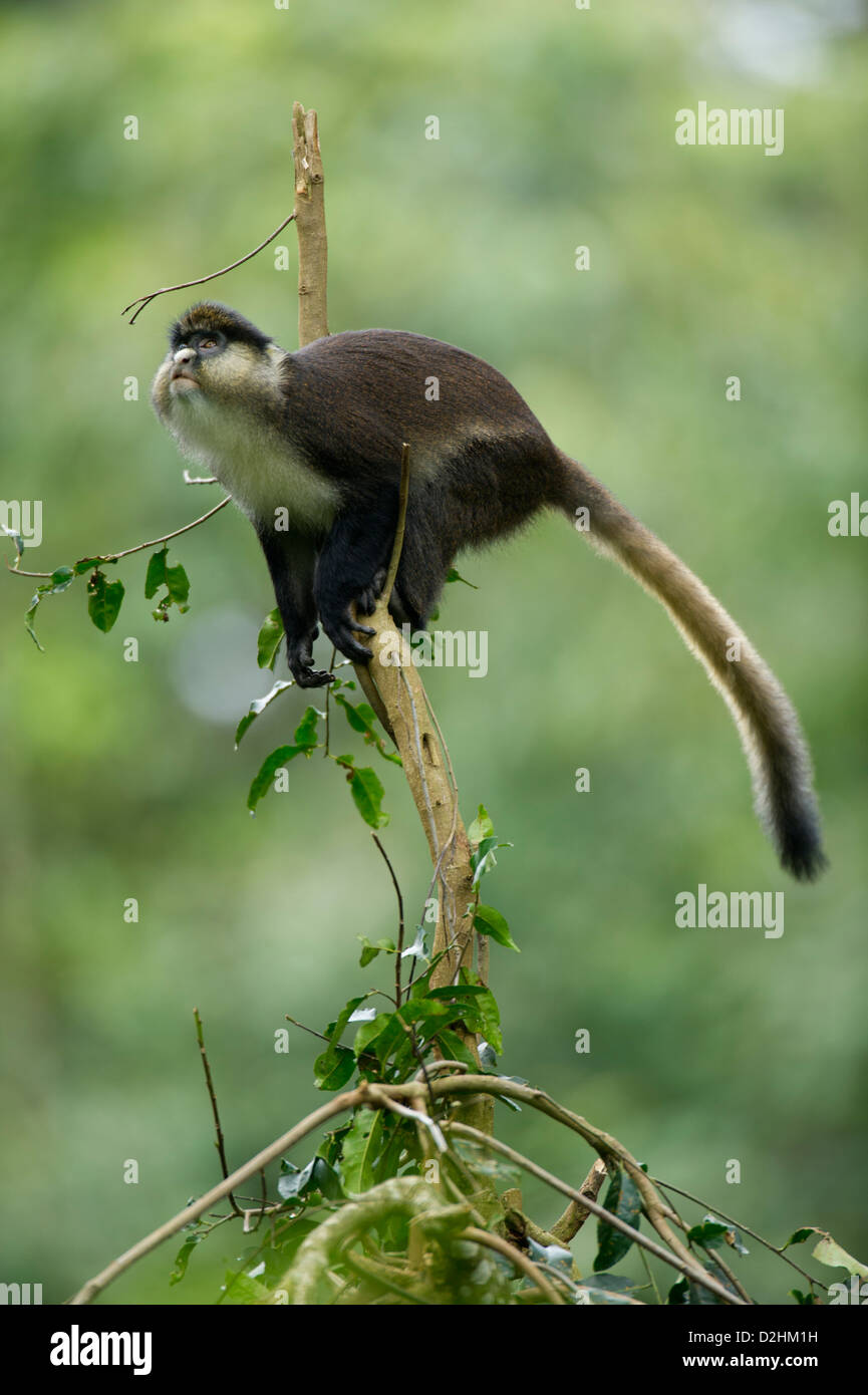 Red-tailed monkey, Cercopithecus ascanius, Nyungwe Forest National Park, Rwanda Stock Photo