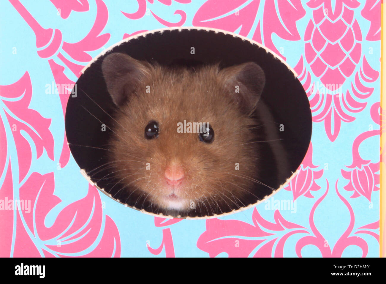 Pet Golden Hamster (Mesocricetus auratus). Adult looking out from a