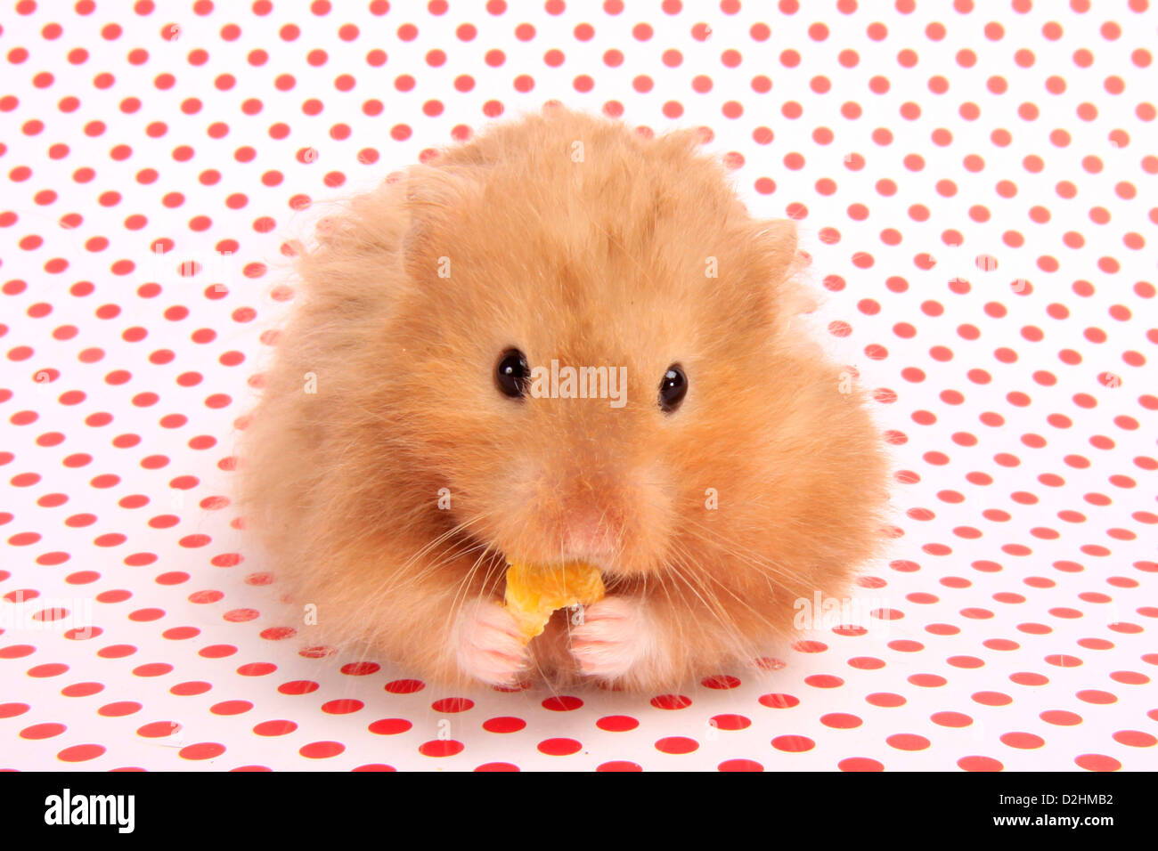 Short haired teddy bear hamster sale