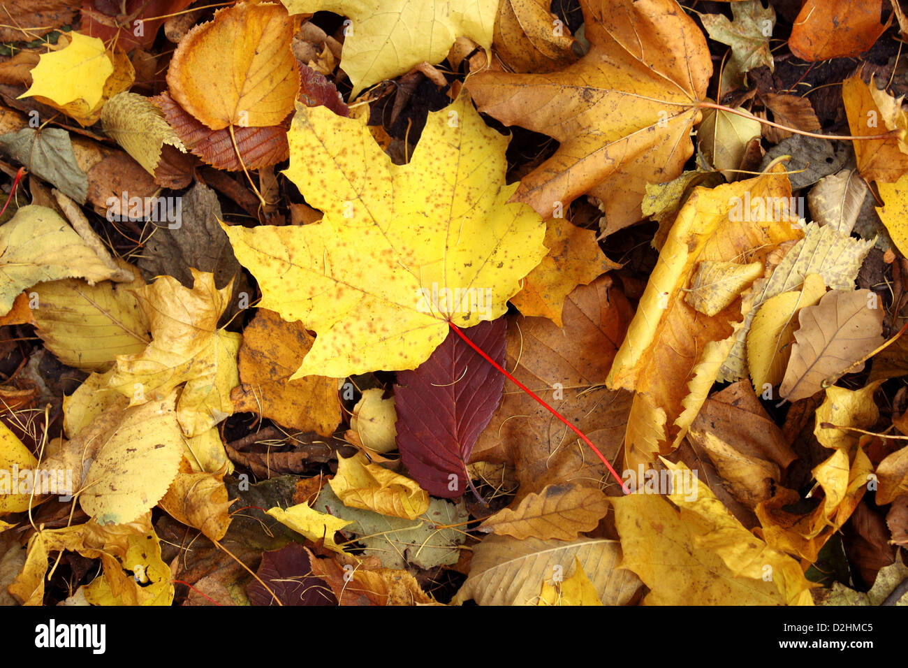 Carpet of dry leaves hi-res stock photography and images - Alamy