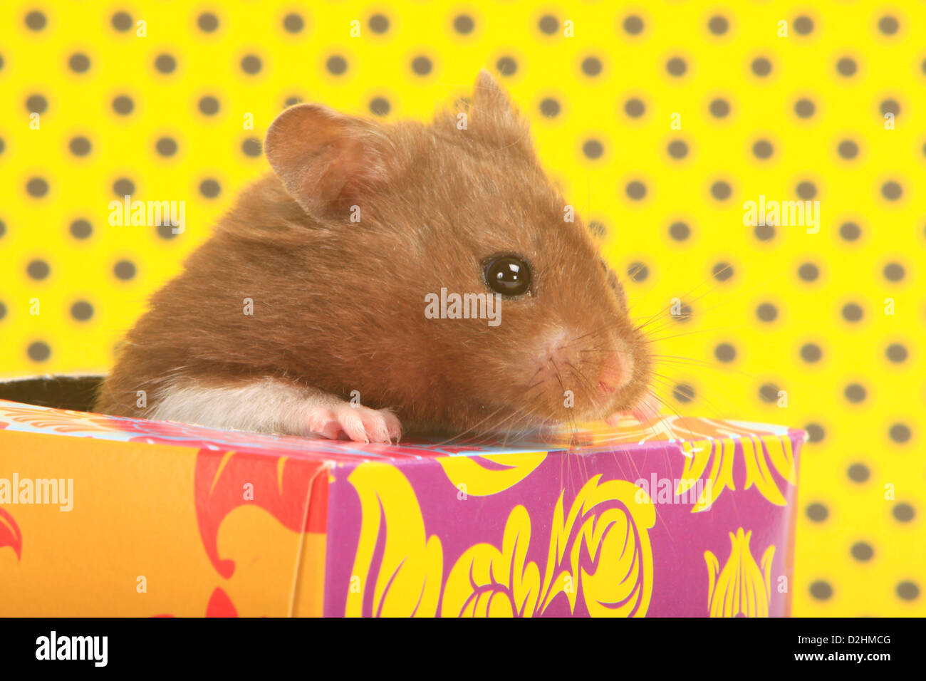 Pet Golden Hamster (Mesocricetus auratus). Single adult looking out from a colourful card box