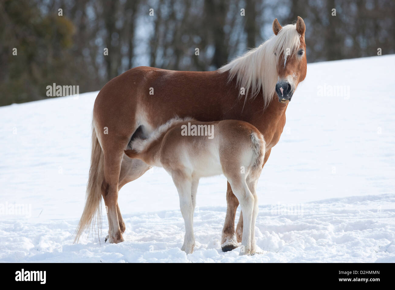 Haflinger Horse. Mare suckling foal on a snowy meadow Stock Photo