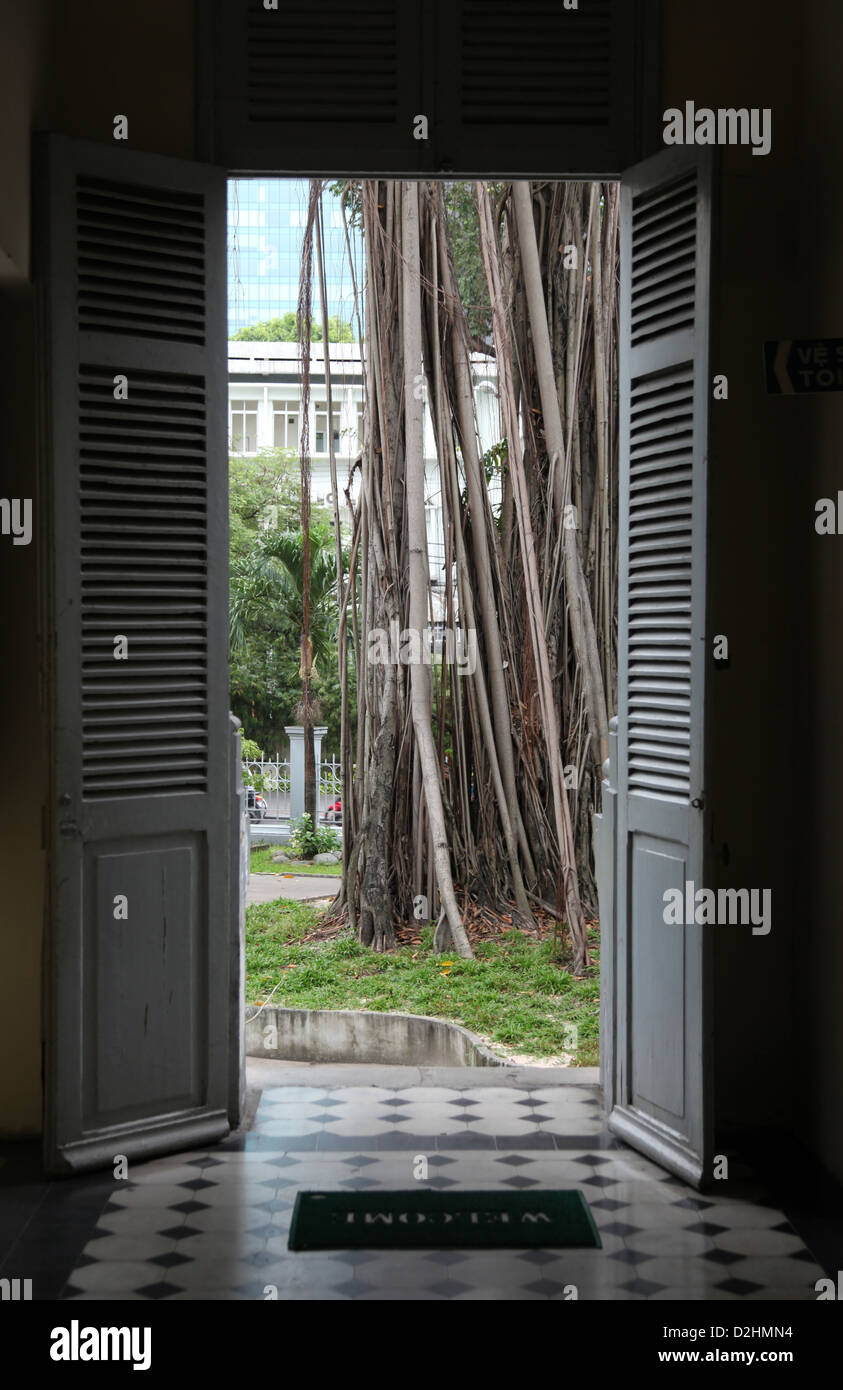 It's a photo of a Banian or Banyan Tree Root in a city of Saigon in Vietnam. It's in th streets we can see its roots Stock Photo