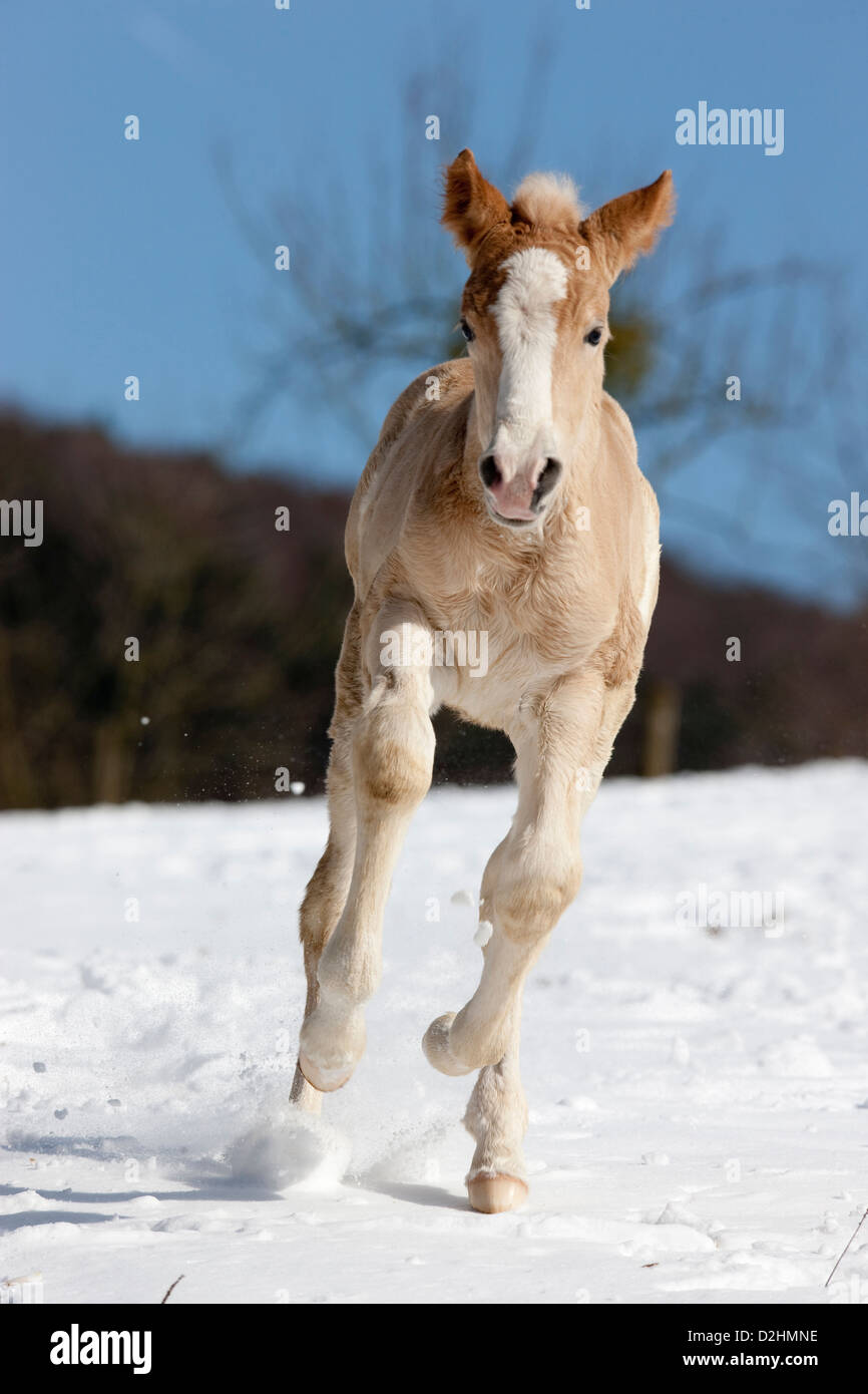 Haflinger Horse. Foal galloping on a snowy meadow Stock Photo