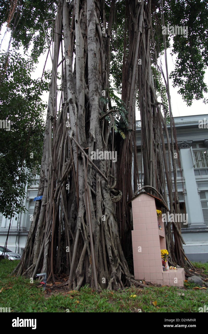 It's a photo of a Banian or Banyan Tree Root in a city of Saigon in Vietnam. It's in th streets we can see its roots Stock Photo