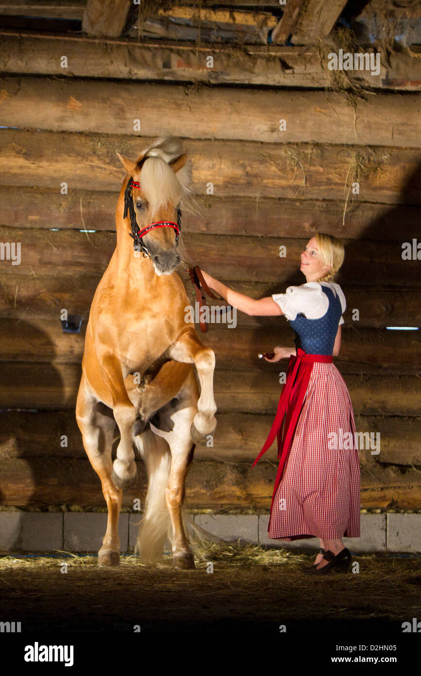 Haflinger Horse. Woman in traditional dress holding a rearing stallion Stock Photo