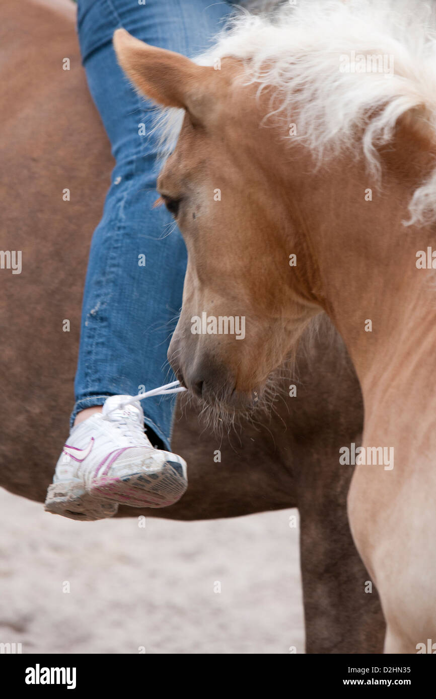 Haflinger Horse. Playful fosl opening the laces of a rider Stock Photo