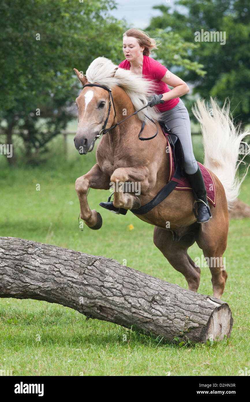 Haflinger Horse with rider jumping over a tree trunk Stock Photo