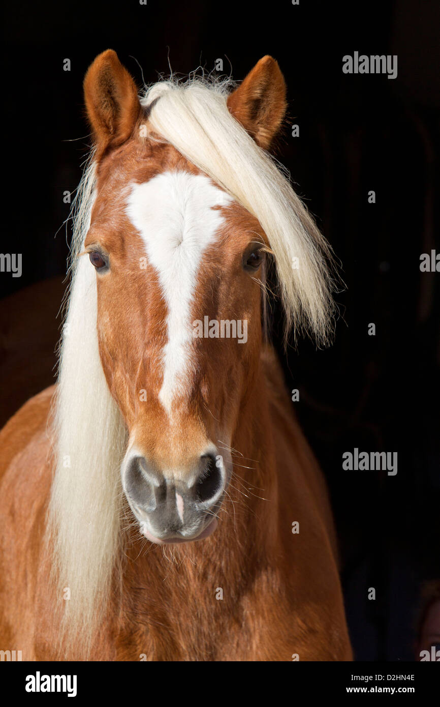 Haflinger Horse, portrait Stock Photo