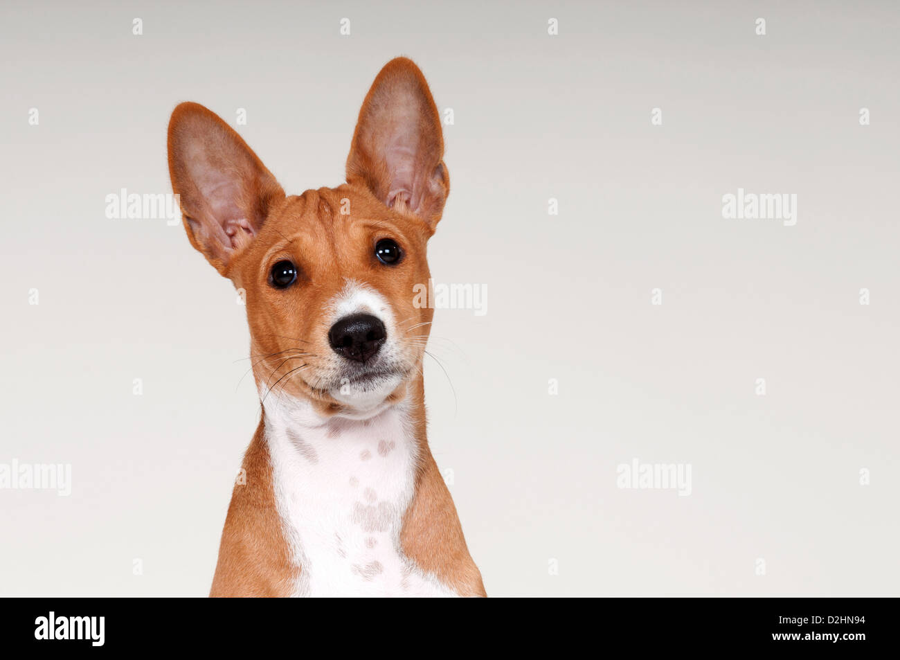 Basenji. Portrait of a male puppy Stock Photo - Alamy