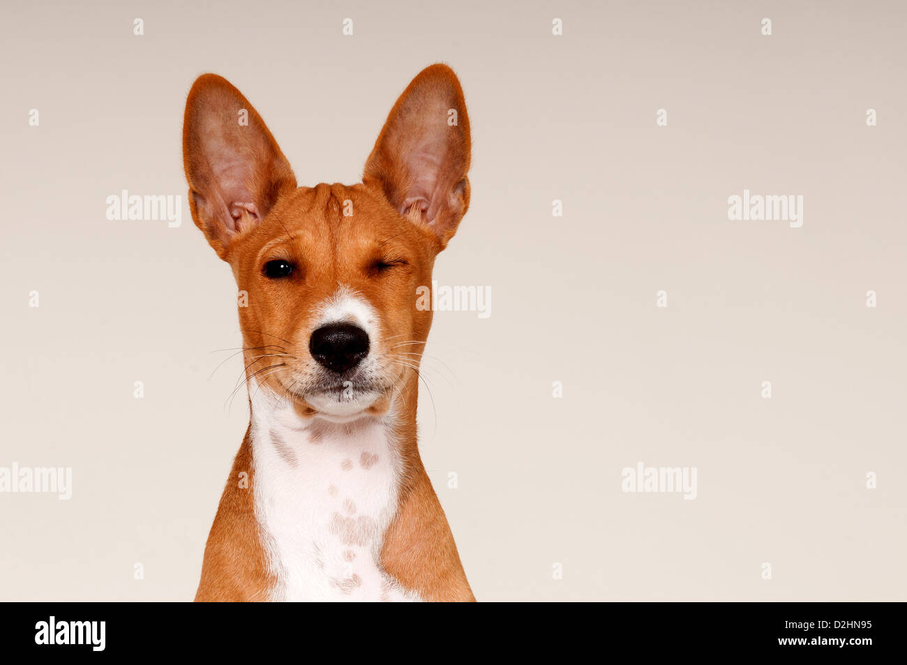 Basenji. Portrait of a male puppy with one eye closed Stock Photo - Alamy