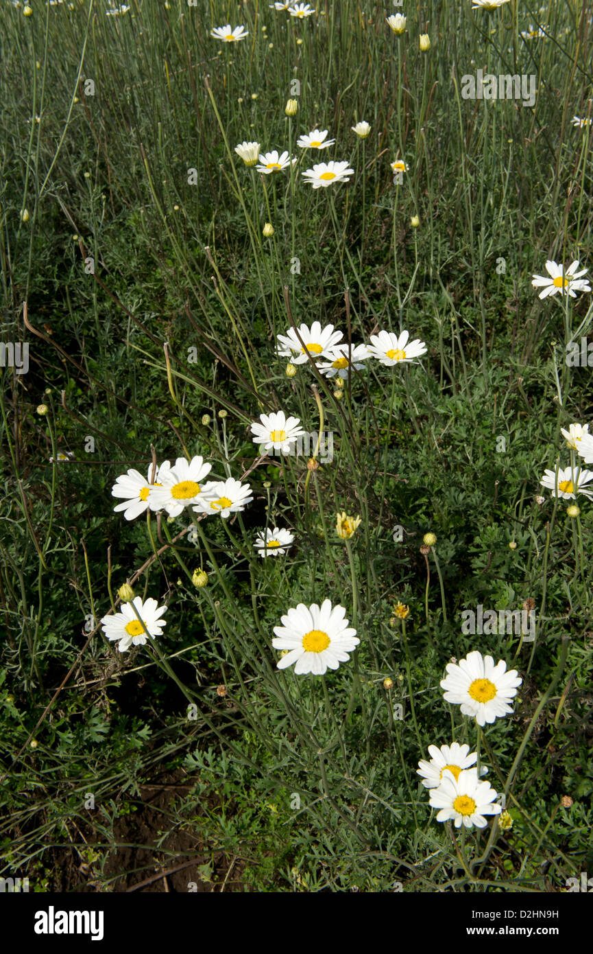 White chrysanthemum daisy, Tanacetum cinerariaefolium, for the production of insecticide, Musanze, Rwanda Stock Photo