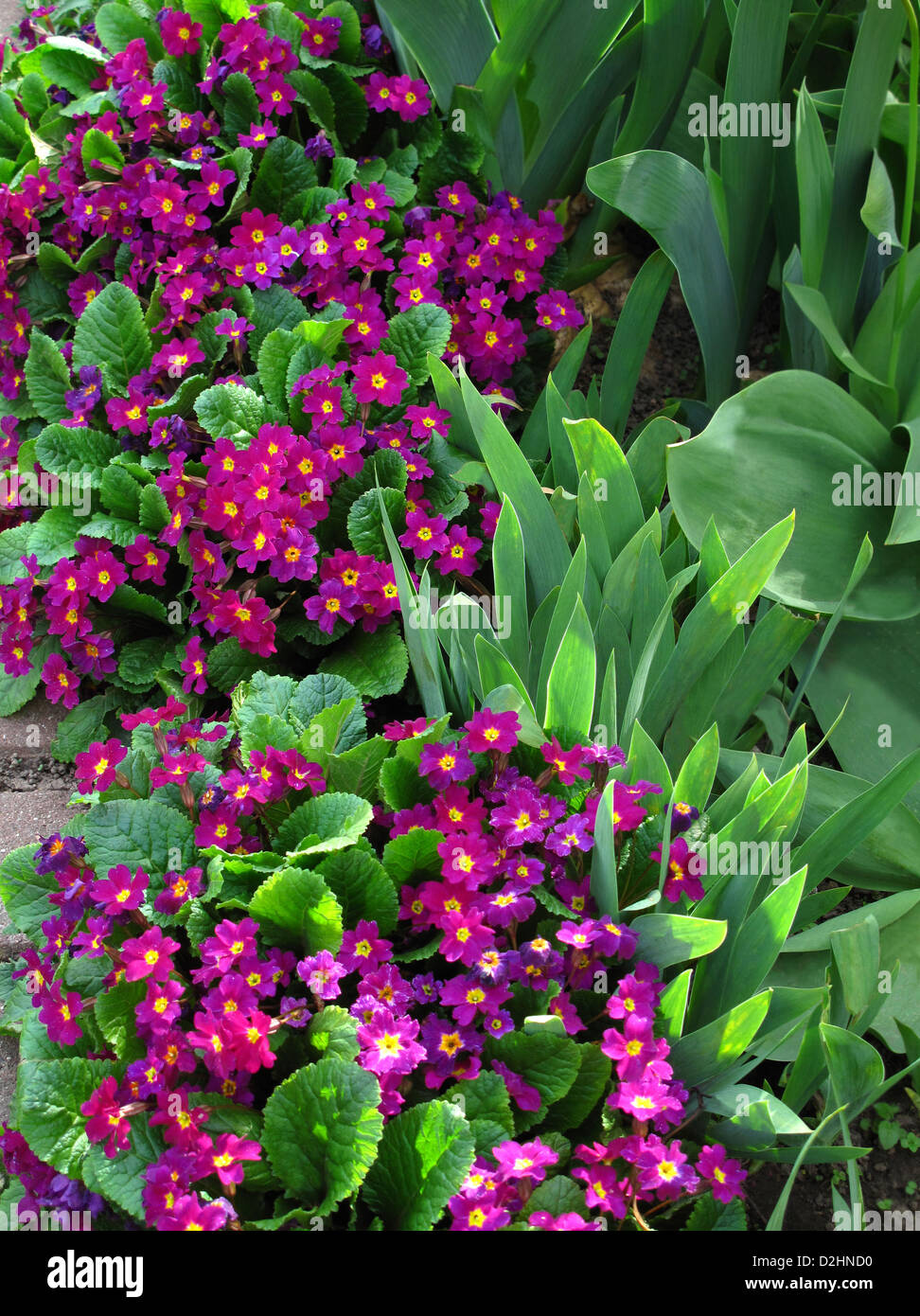 Beautiful flowers of Primroses Stock Photo