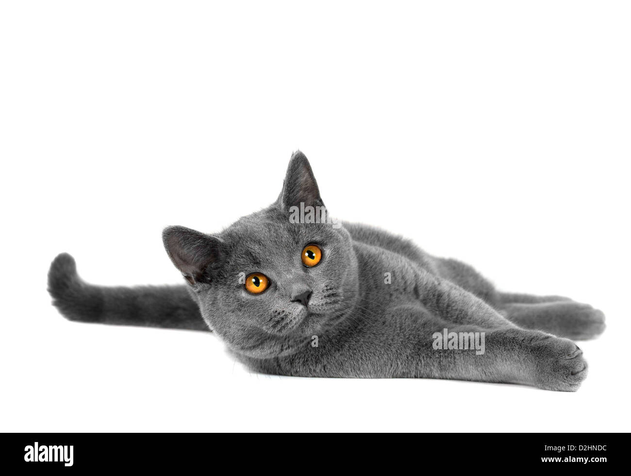 Beautiful Domestic Gray Or Blue British Short Hair Cat With Yellow