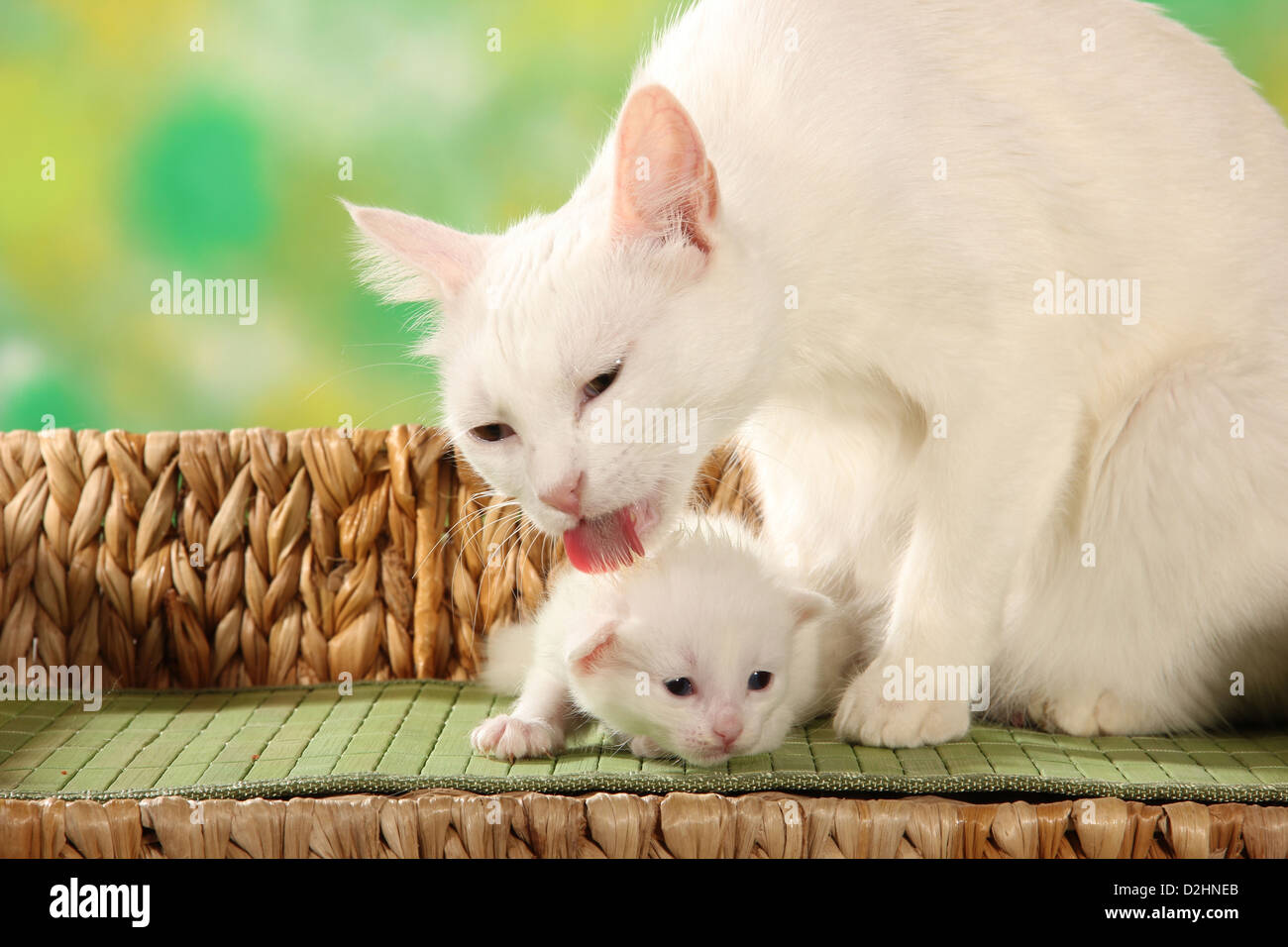 Domestic Cat. Mother licking white kitten (17 days old) Stock Photo