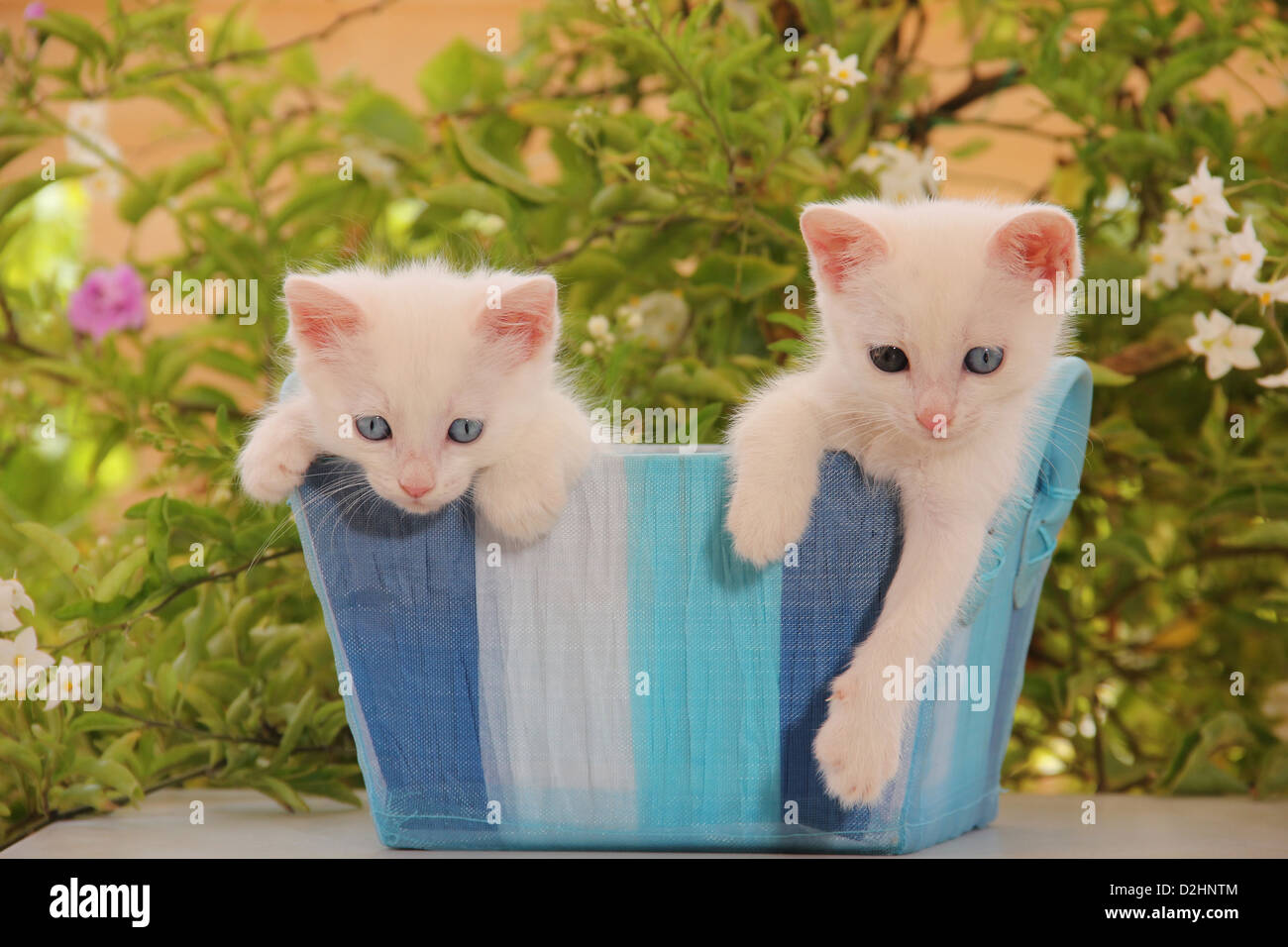 Domestic Cat. Two white kittens (43 days old) in a blue basket with a flowering Blue Potato Bush in background Stock Photo