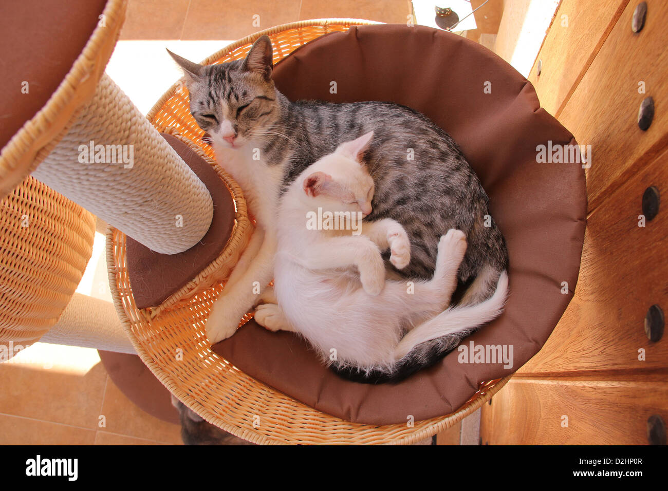 wicker scratching post