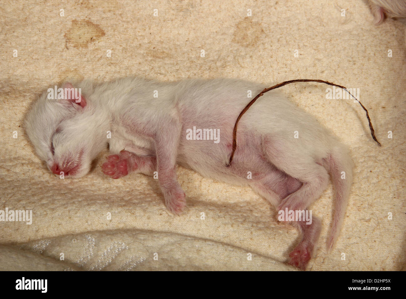 Domestic Cat. Kitten (2 days old) lying on a blanket. Remnants of umbilical  cord visible Stock Photo - Alamy