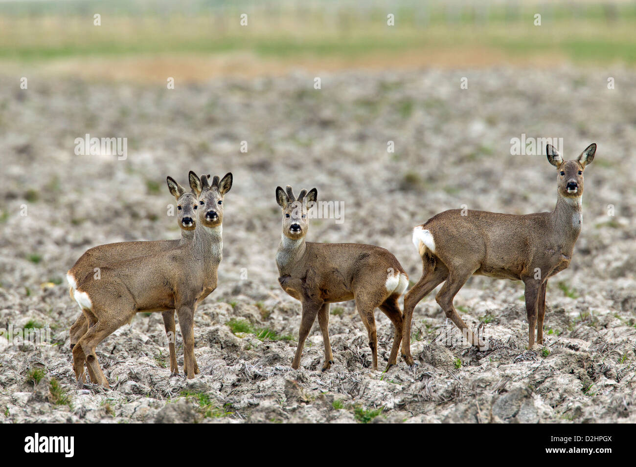 Group four roe deer hi-res stock photography and images - Alamy