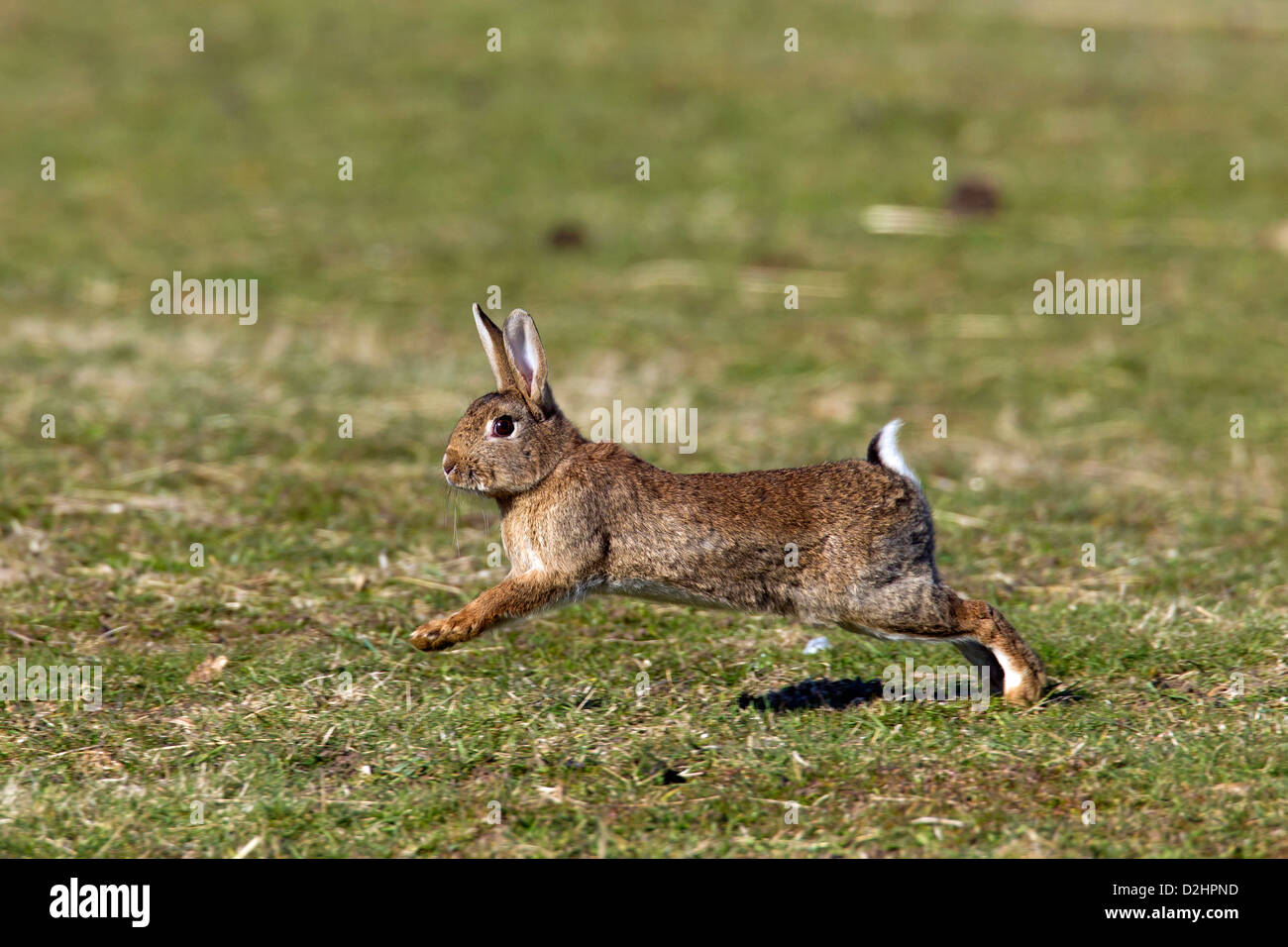 European Rabbit (Oryctolagus cuniculus). Adult running Stock Photo - Alamy