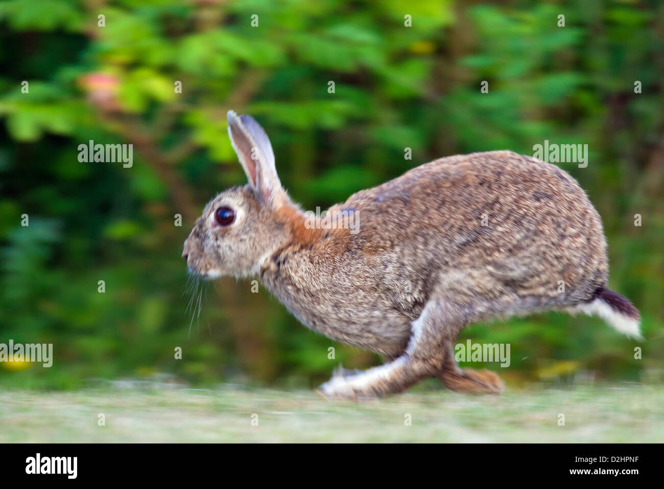 European Rabbit (Oryctolagus cuniculus). Adult running Stock Photo - Alamy