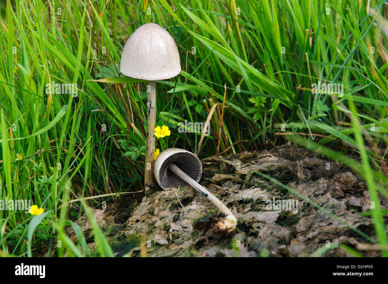 Two egghead mottlegill fungi (Paneolus semiovatus) growing on a cow pat at Derryguaig on the Isle of Mull, Scotland. August. Stock Photo
