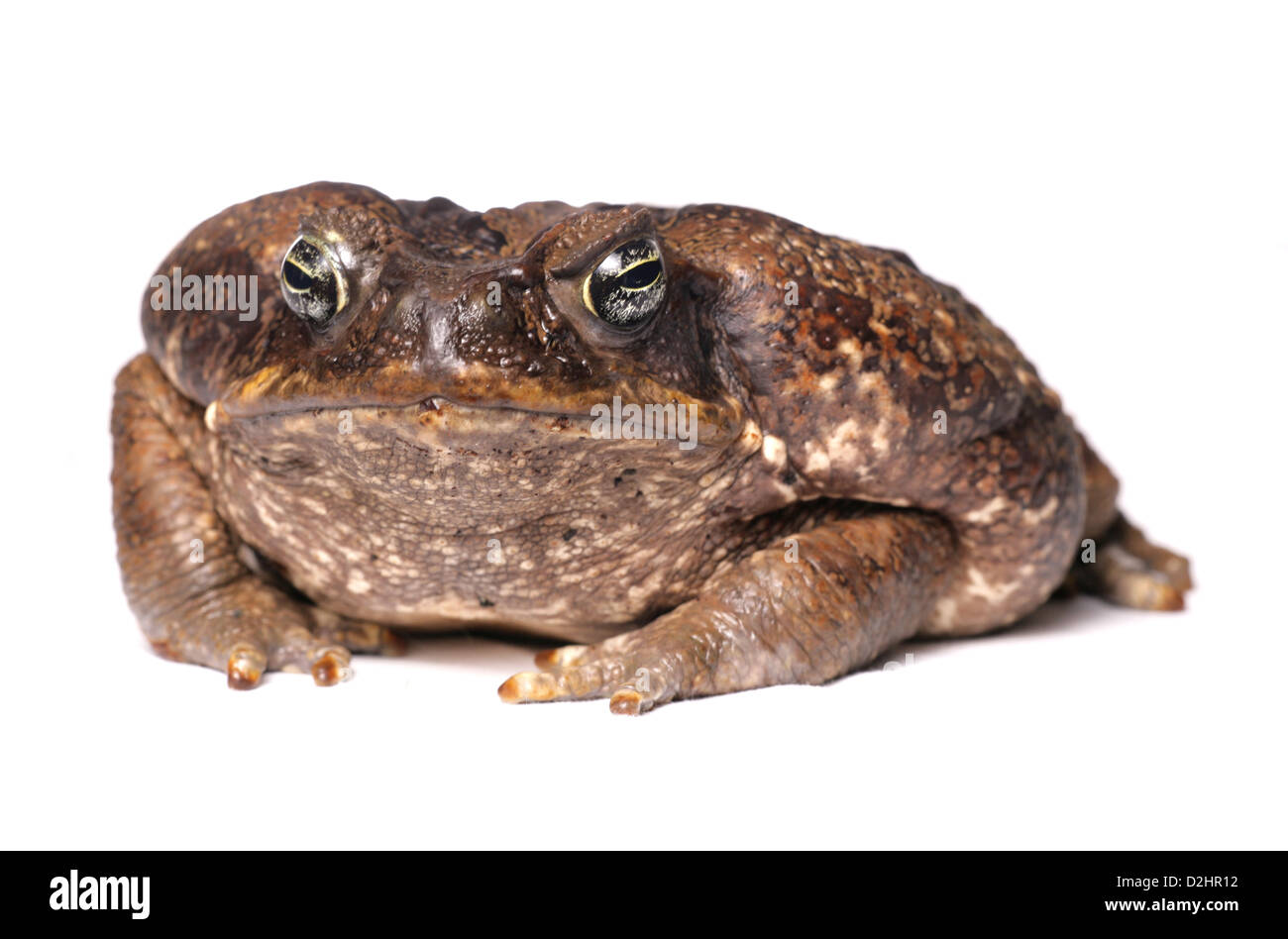 Cane Toad, Giant Neotropical Toad (Bufo marinus). Studio picture