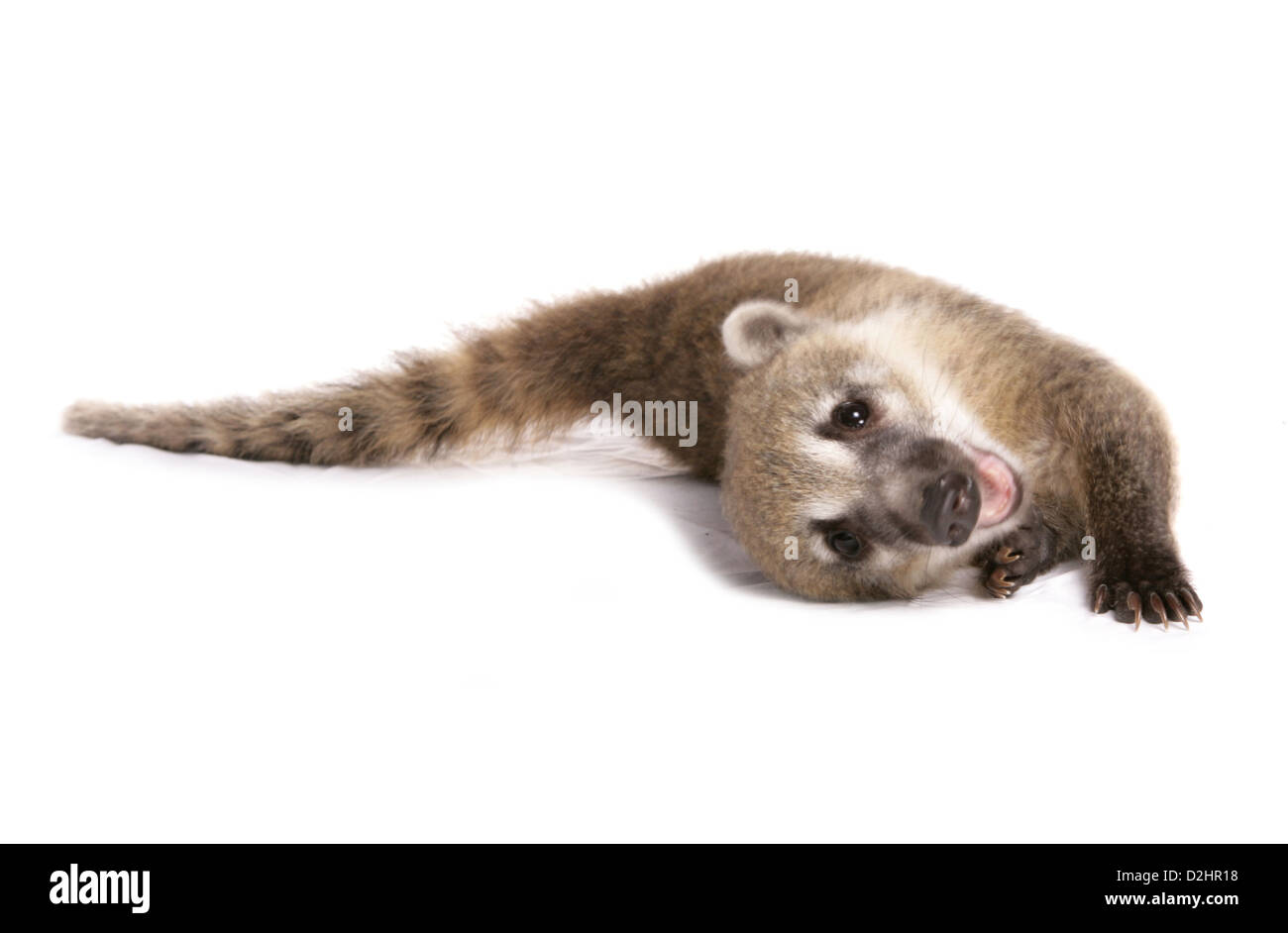 Ring-tailed Coati, Coatimundi (Nasua nasua), juvenile laying on its