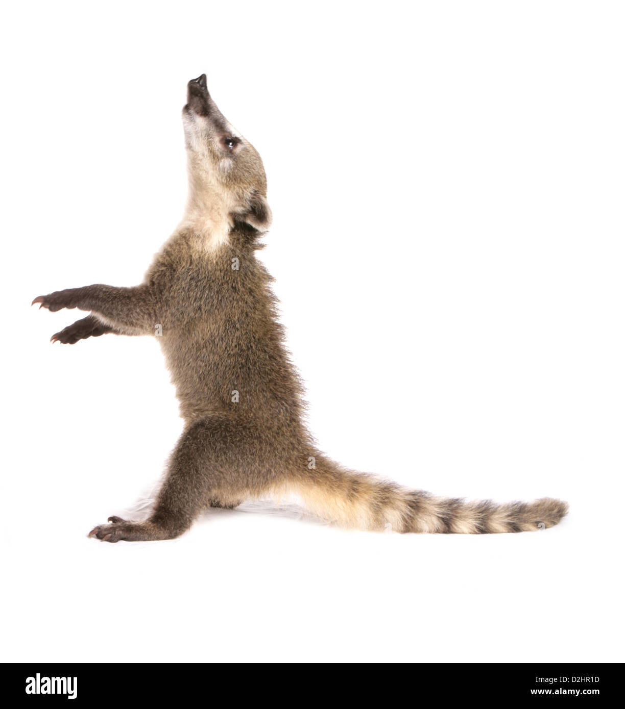 Ring-tailed Coati, Coatimundi (Nasua nasua), juvenile sitting on its