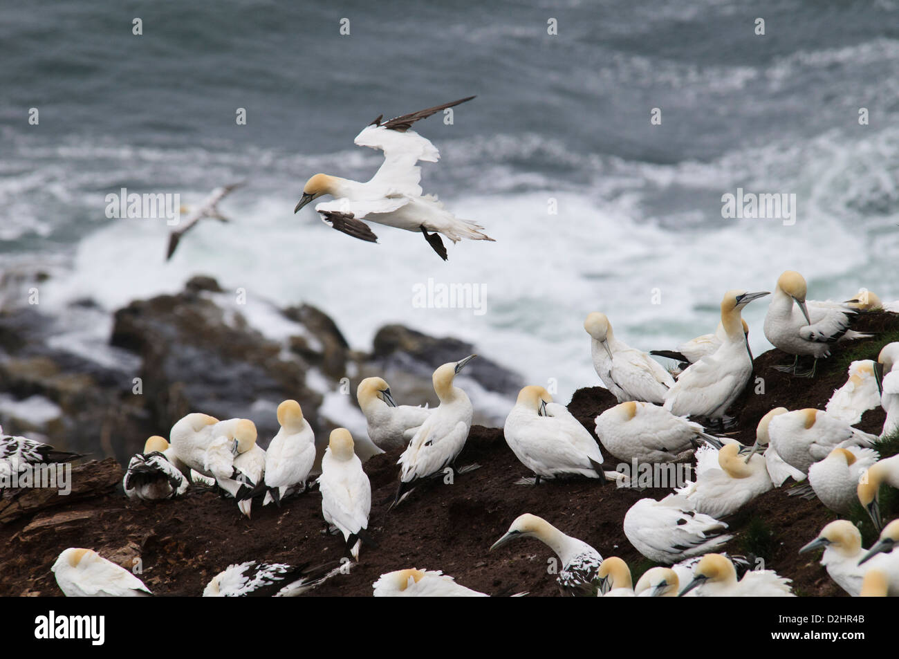 An adult northern gannet (Morus bassanus) approaching the colony at Troupe Head in Aberdeenshire, Scotland. August. Stock Photo
