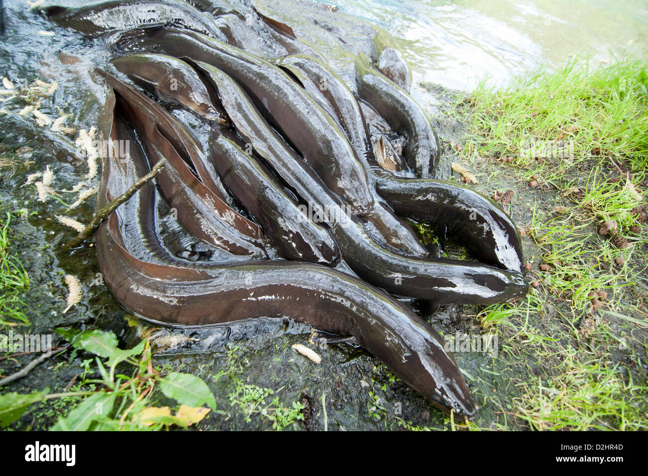 Shortfinned eels (Anguilla australis), Christchurch, New Zealand Stock Photo Alamy