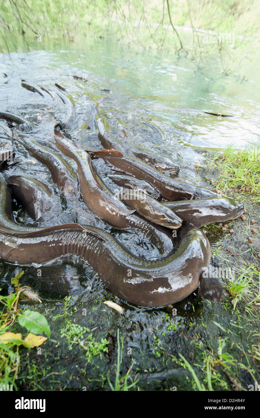 Shortfinned eels (Anguilla australis), Christchurch, New Zealand Stock