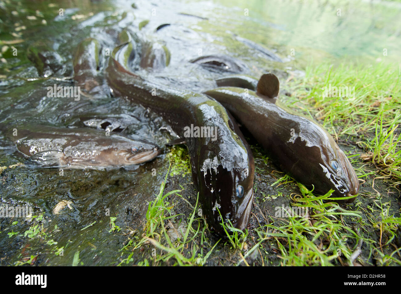 Shortfinned eels (Anguilla australis), Christchurch, New Zealand Stock