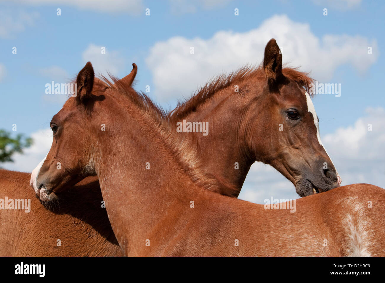 Purebred Arabian Horse, Arab Horse. Two foals Stock Photo Alamy