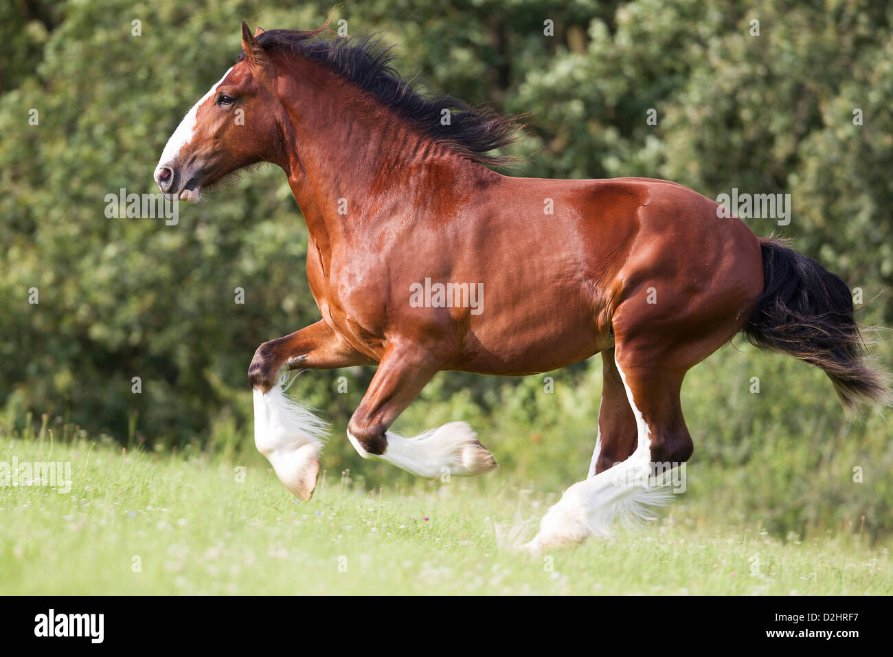 Shire Horse. Bay stallion galloping on a meadow Stock Photo - Alamy