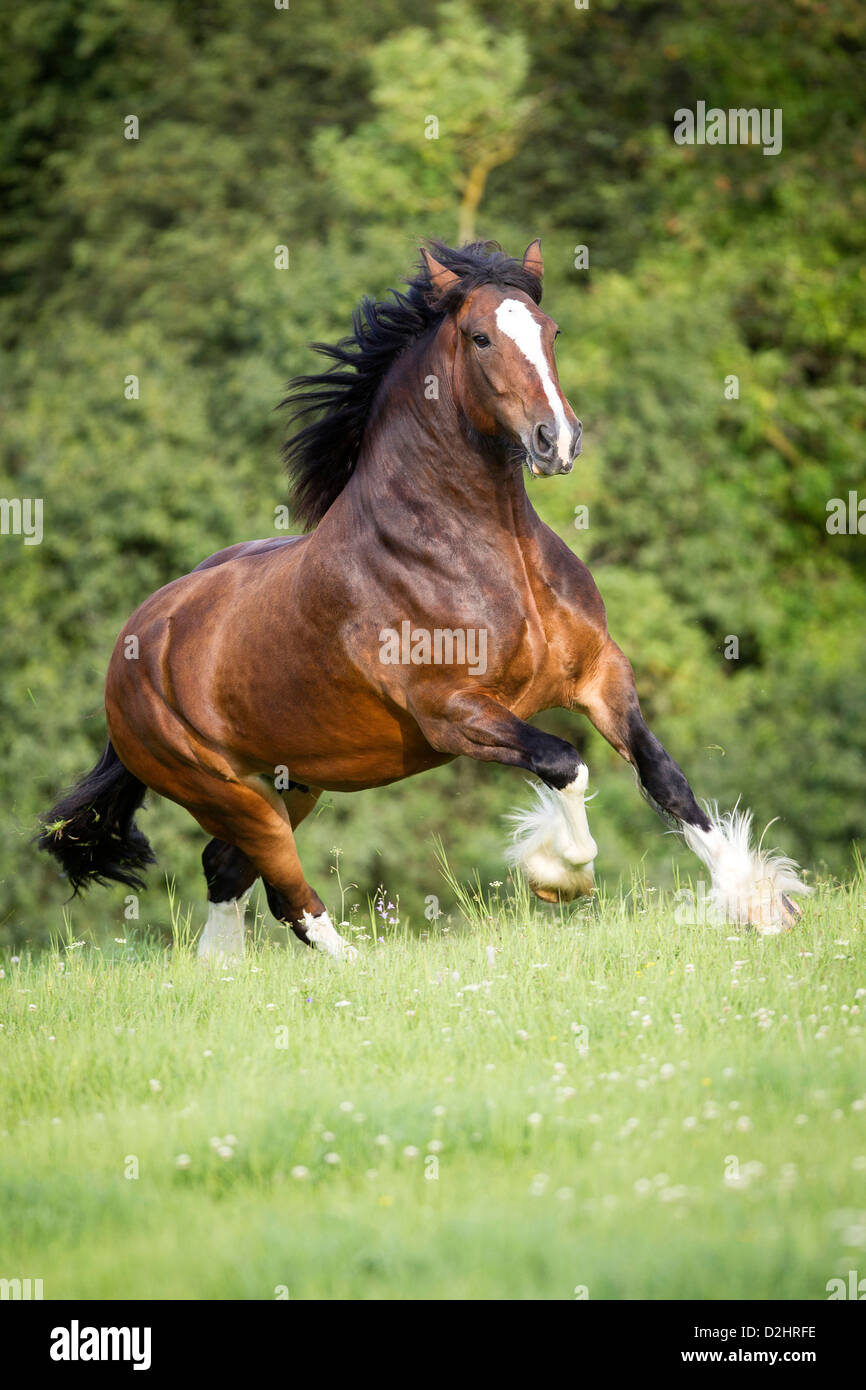 Shire Horse, Bay mare trotting on a meadow Stock Photo