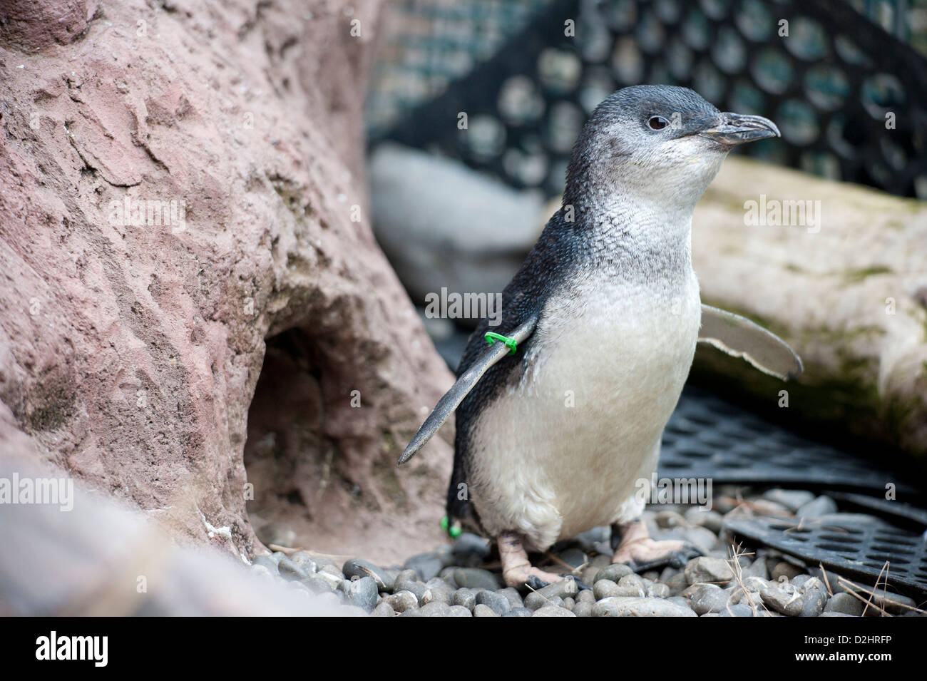 Rescued Little Blue Penguin, White Flippered Morph (Eudyptula Minor ...