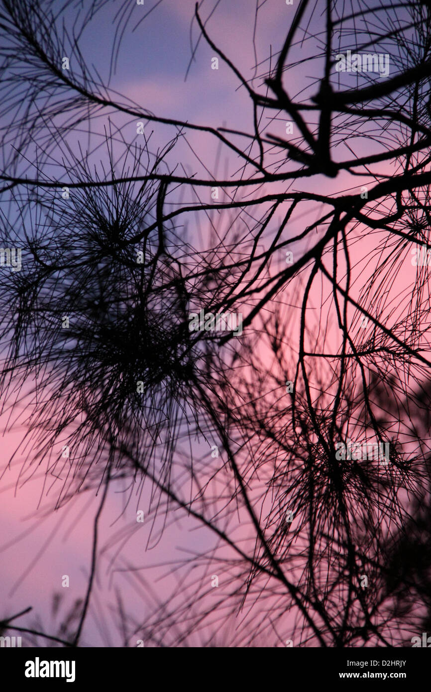 Branch of the Horsetail She Oak During Sunset (Casuarina Equisetifolia ssp. Incana) Stock Photo