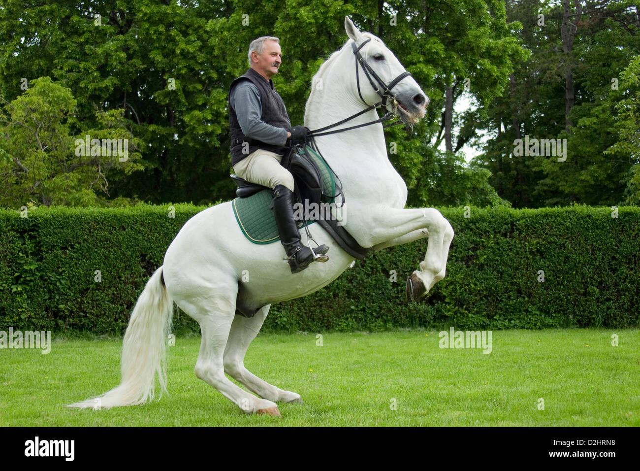 Lipizzan Horse. Stallion Favory Allegra with rider Alojz Lah performing a levade Stock Photo