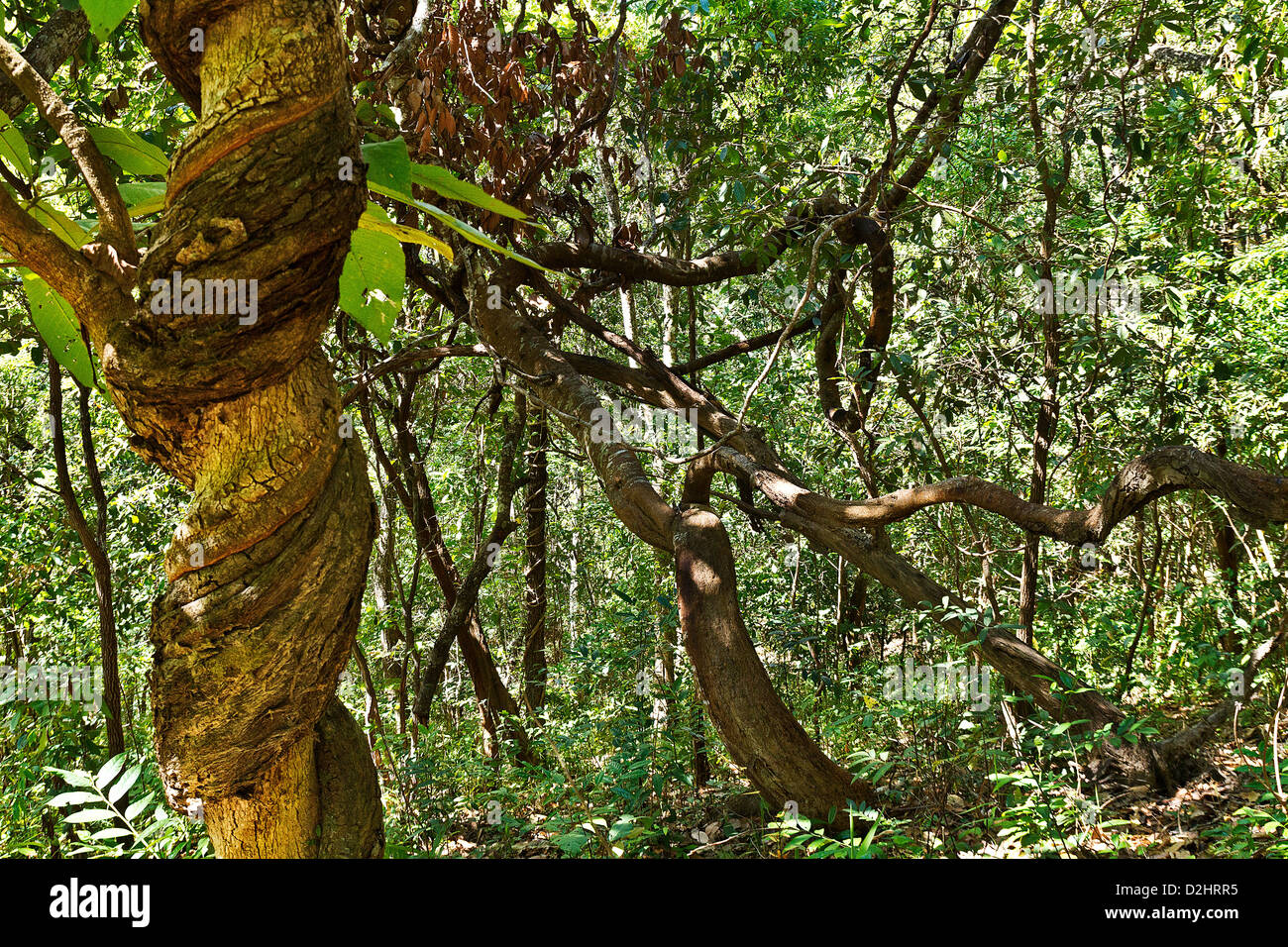 Trek in the mountains near, Chiang Maï, Province Chiang Maï, Thailand Stock Photo