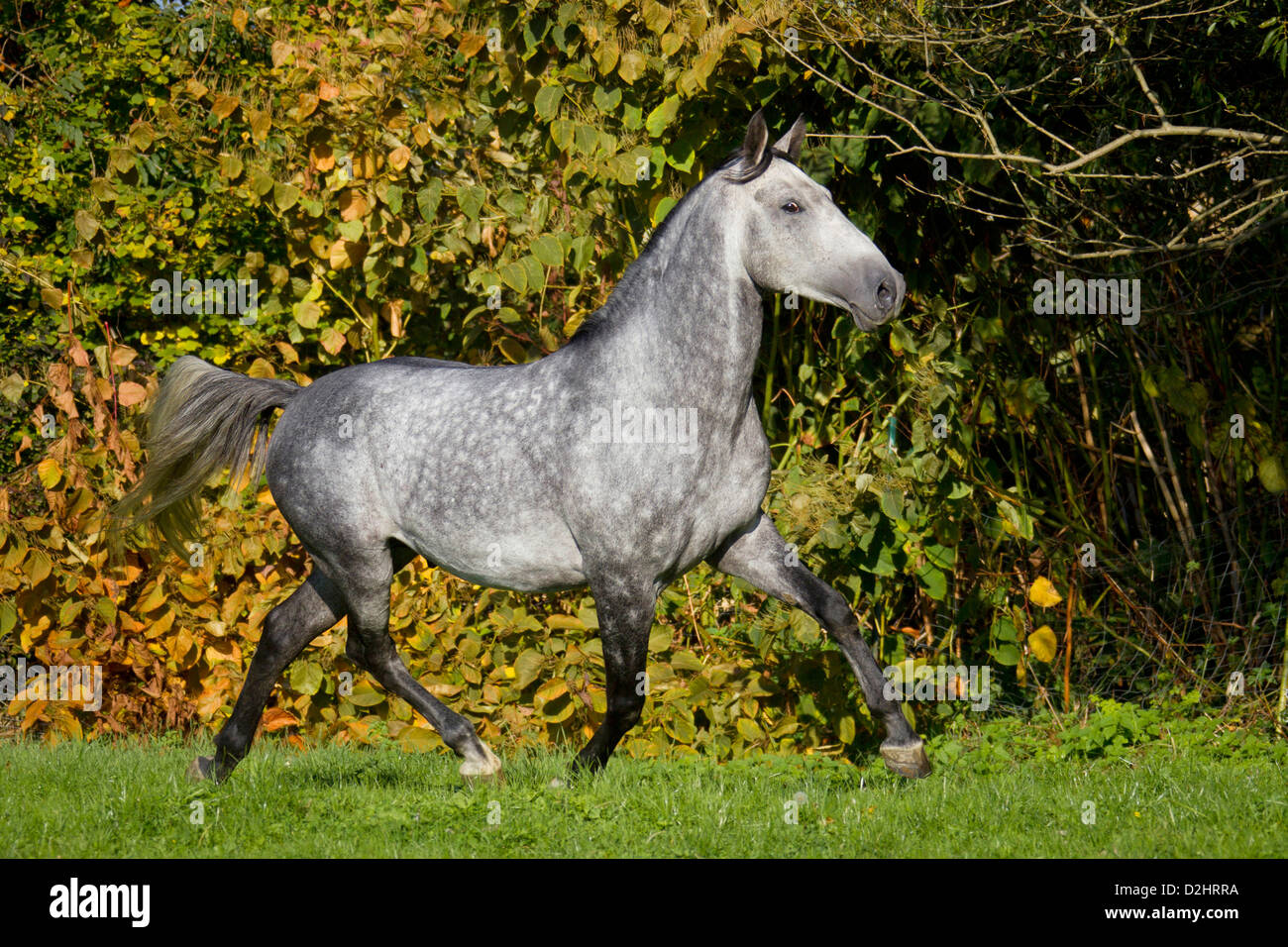 Lippizan Horse, Lippizaner (Equus ferus caballus). The four year old  stallion Diamant in a trot on a meadow Stock Photo - Alamy