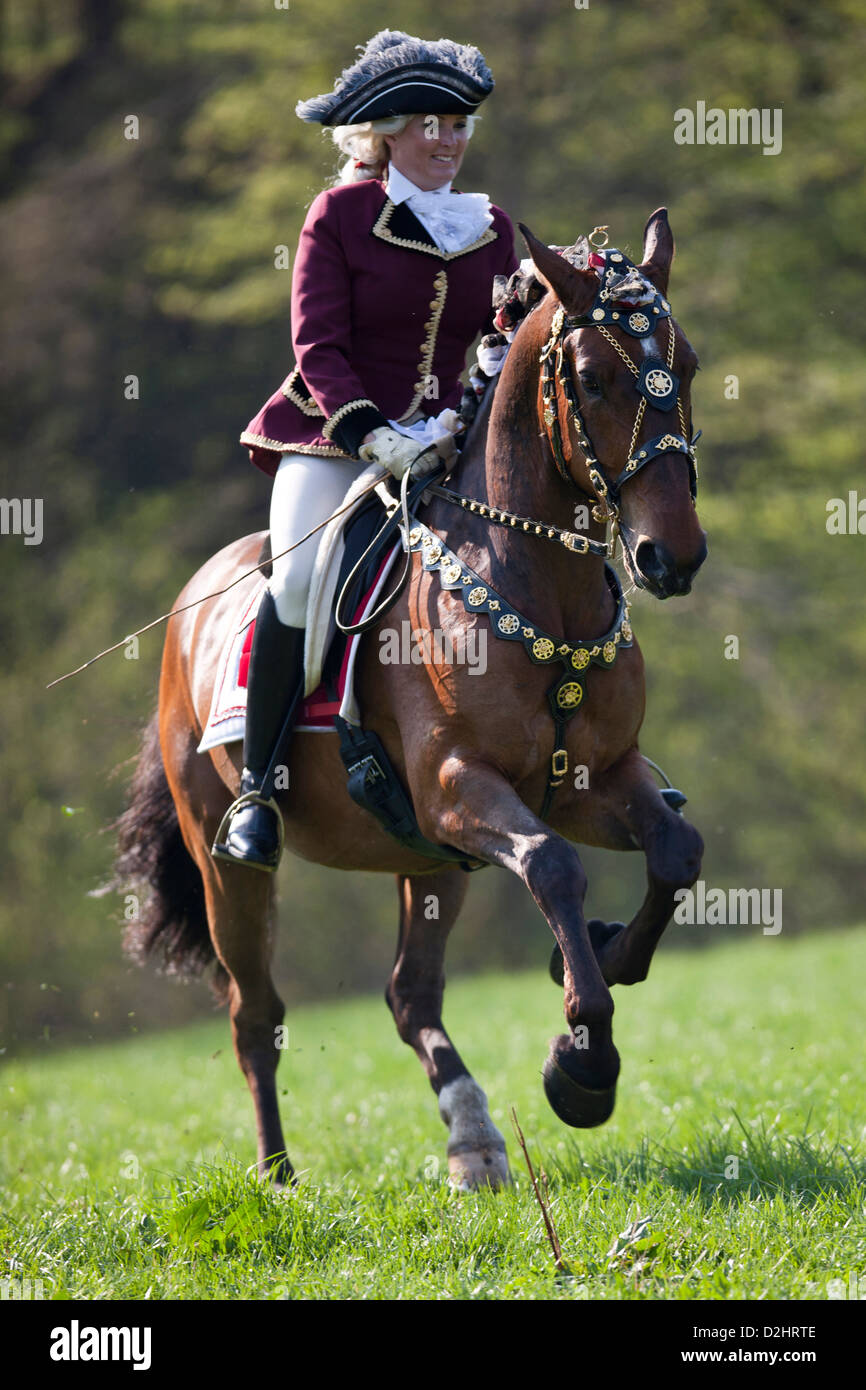 Bay Lipizzan horse Maestoso with rider in baroque costume galloping on a meadow Stock Photo