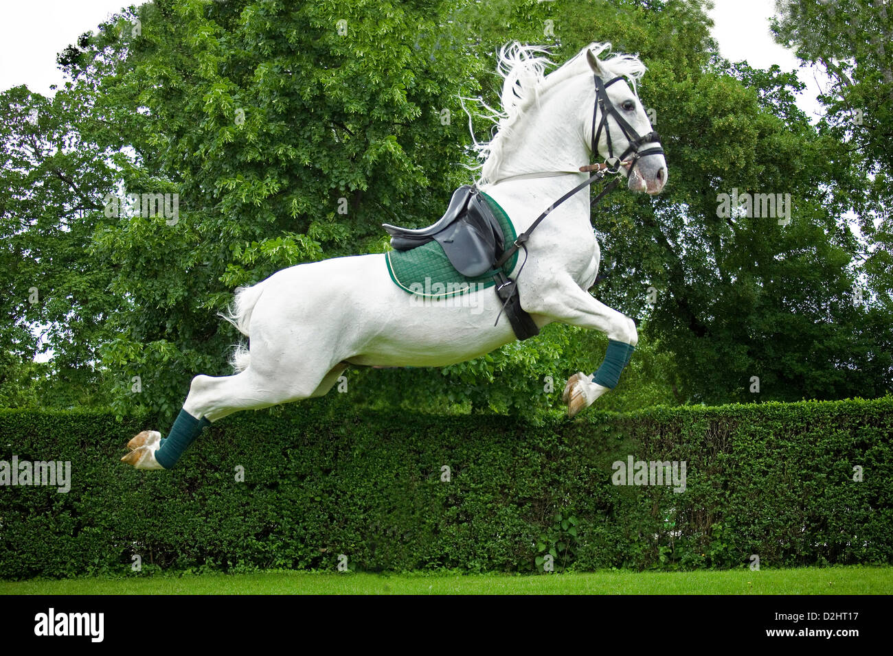 Lipizzan Horse. Stallion Slavina performing a capriole Stock Photo