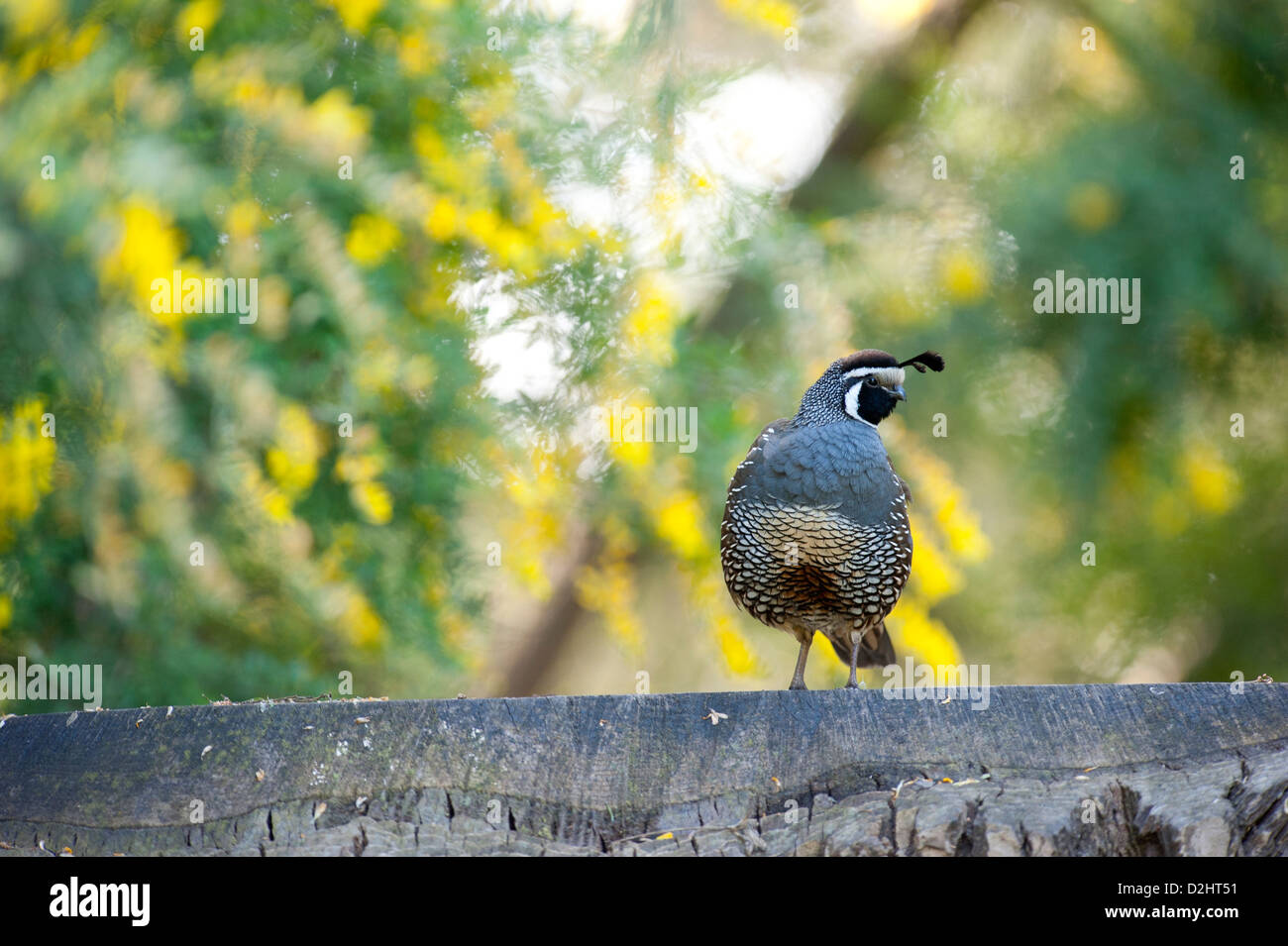 California quail (Callipepla californica), Christchurch botanic gardens, South Island, New Zealand Stock Photo