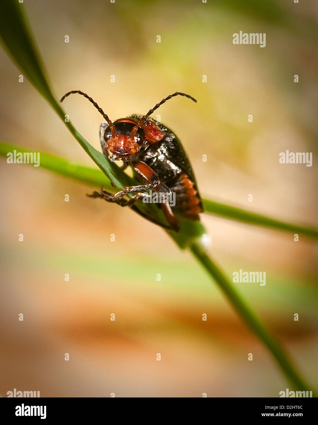 Closeup of Beetle Climbing a Blade of Grass Stock Photo