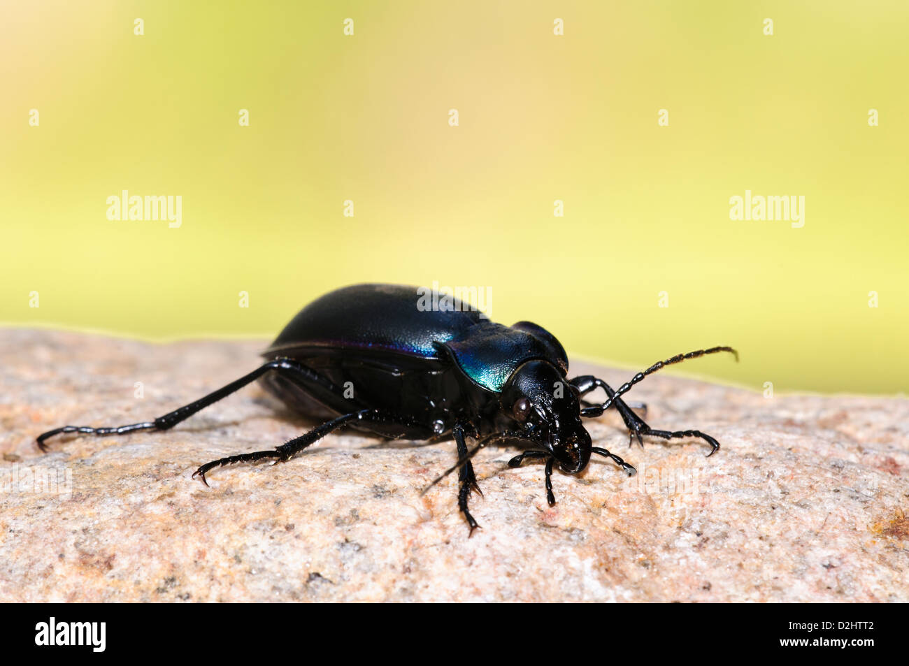 A violet ground beetle (Carabus violaceus) sunbathing on a stone at RSPB Loch Garten, Inverness-shire, Scotland. August. Stock Photo
