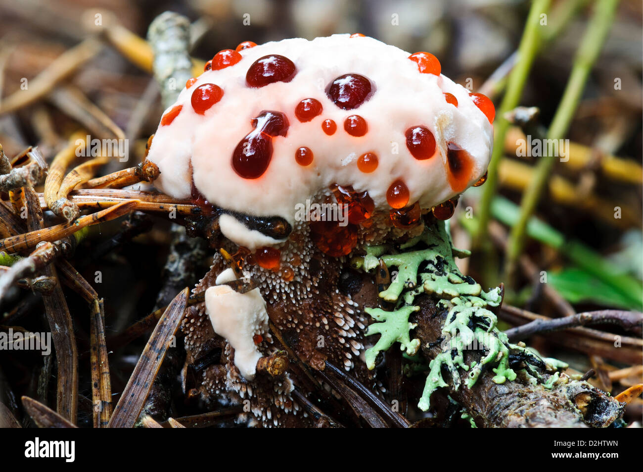 The fruiting body of devil's tooth fungus (Hydnellum peckii) growing through dead pine needles at RSPB Loch Garten. Stock Photo